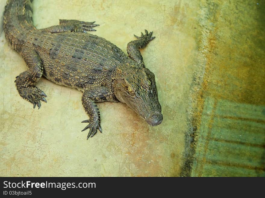 Farm crocodile in thailand , daner animal