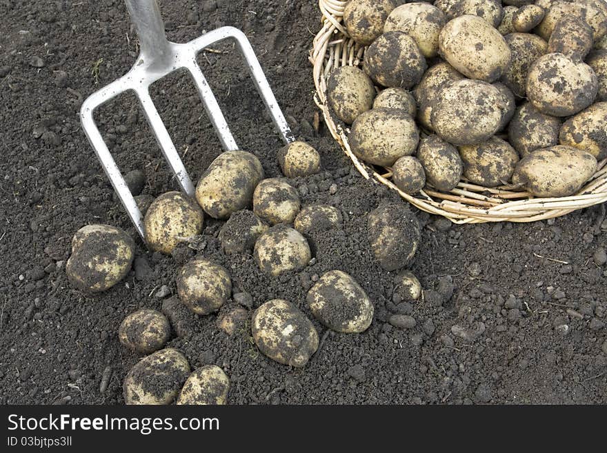 Freshly dug potatoes on basket. Freshly dug potatoes on basket