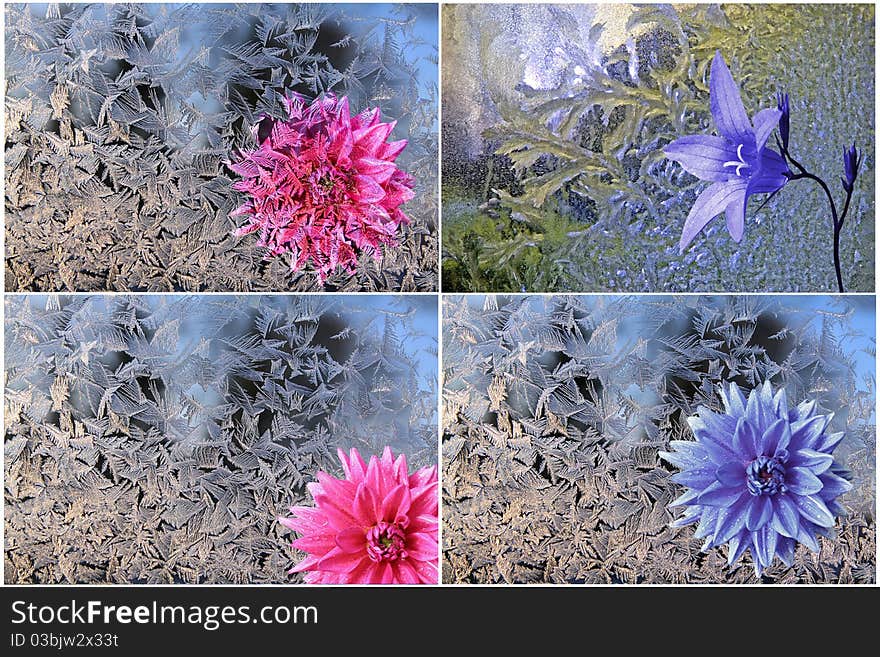 Blue and red flowerses on ice background