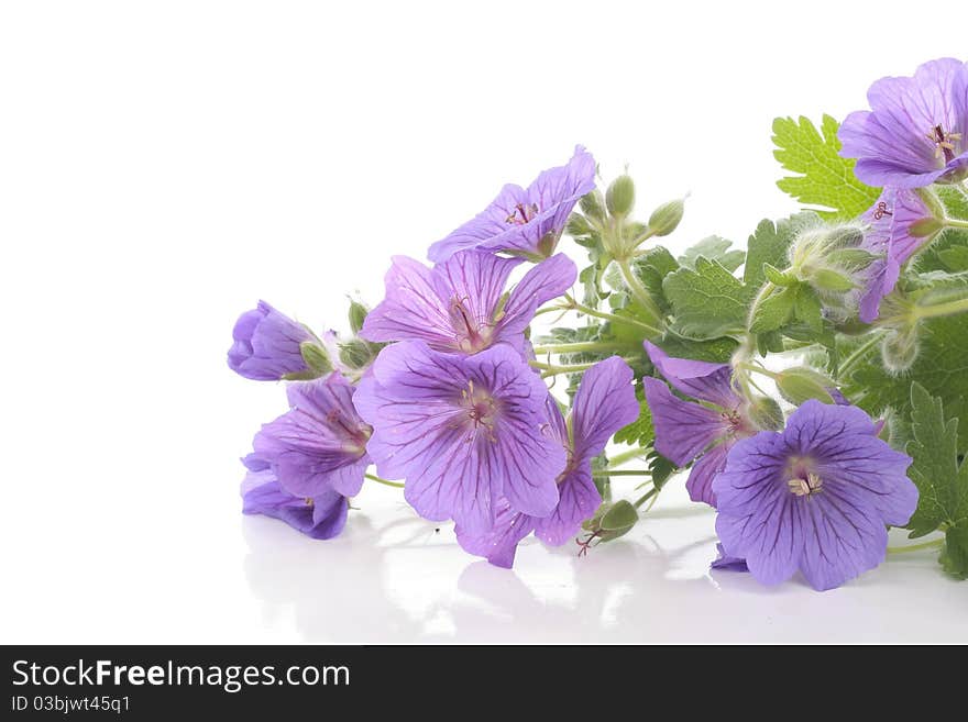 Violet Flowers Over White