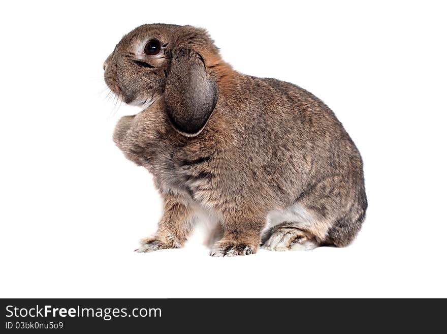 Adorable rabbit isolated on white