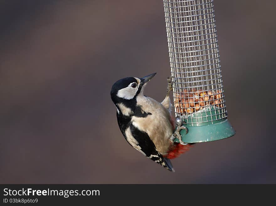 Great Spotted Woodpecker