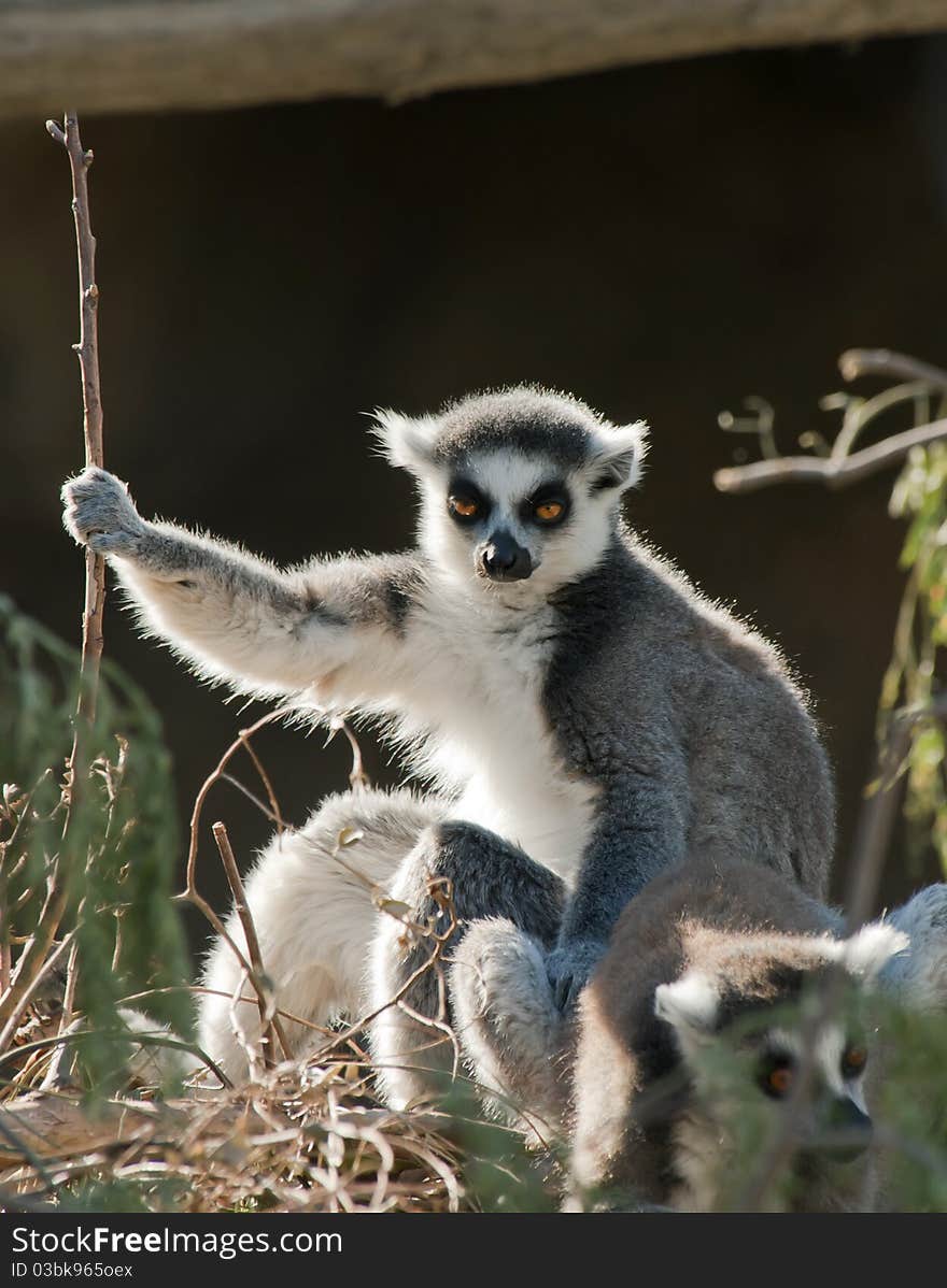 Ring Tailed Lemur Sunbathing