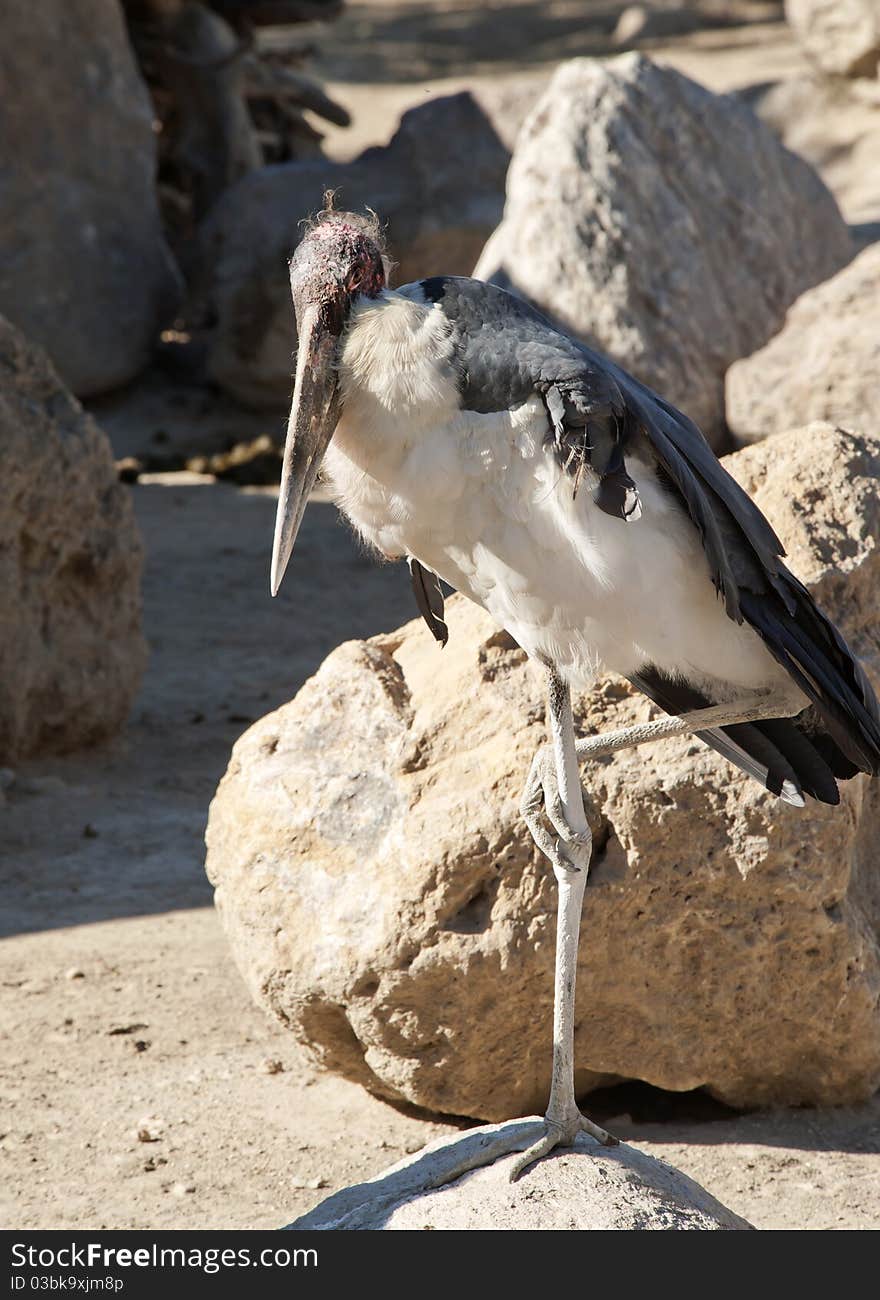 Marabou Stork