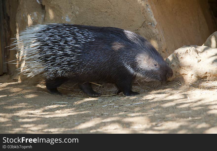 Porcupine