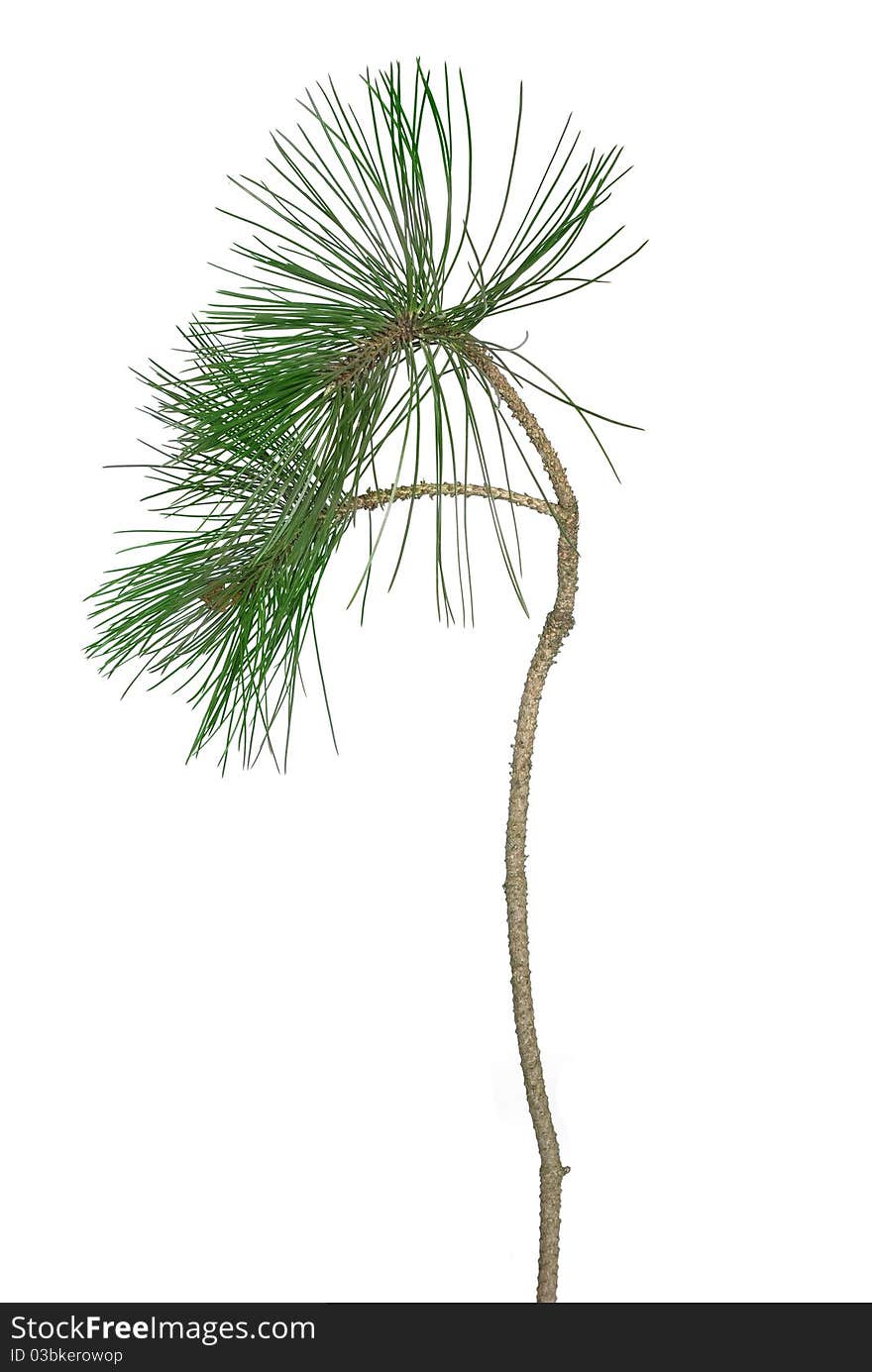 Pine twig on white background