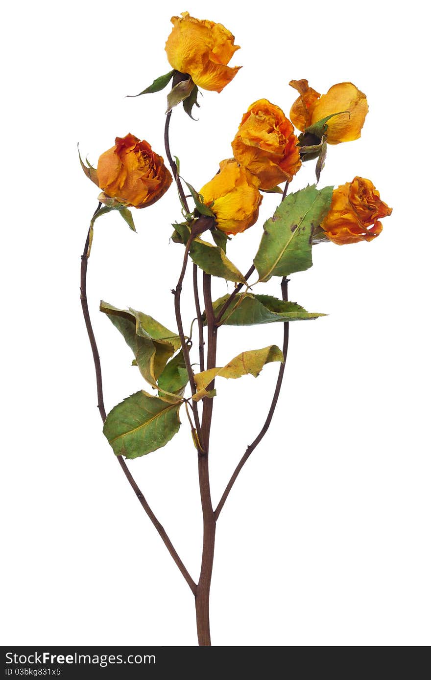 Yellow dry roses on a white background