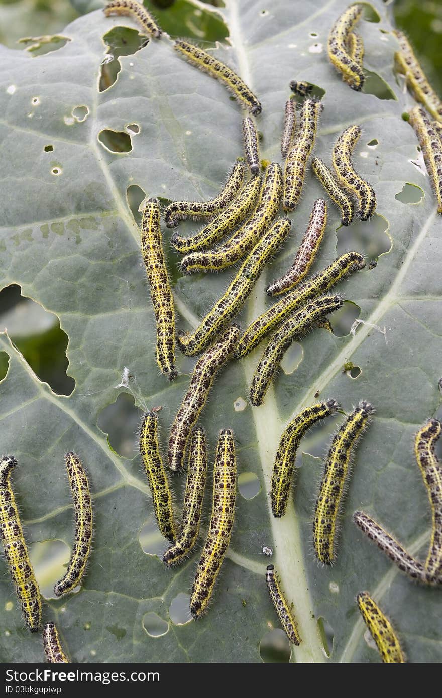 Cabbage leaf covered with caterpillas pest. Cabbage leaf covered with caterpillas pest