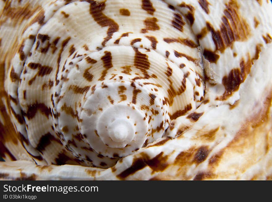 Shell texture