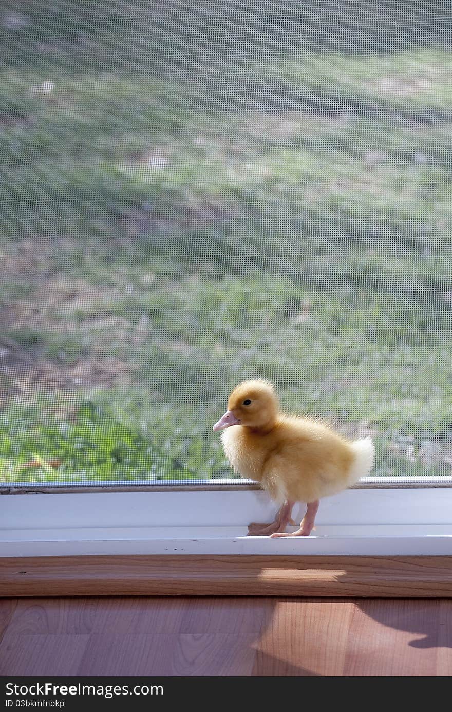 Little newborn yellow pet duck. Little newborn yellow pet duck