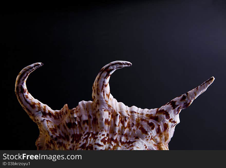 Shell on a black background