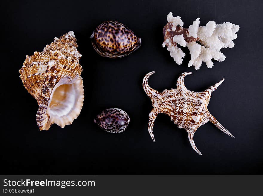 Shells and coral on a black background