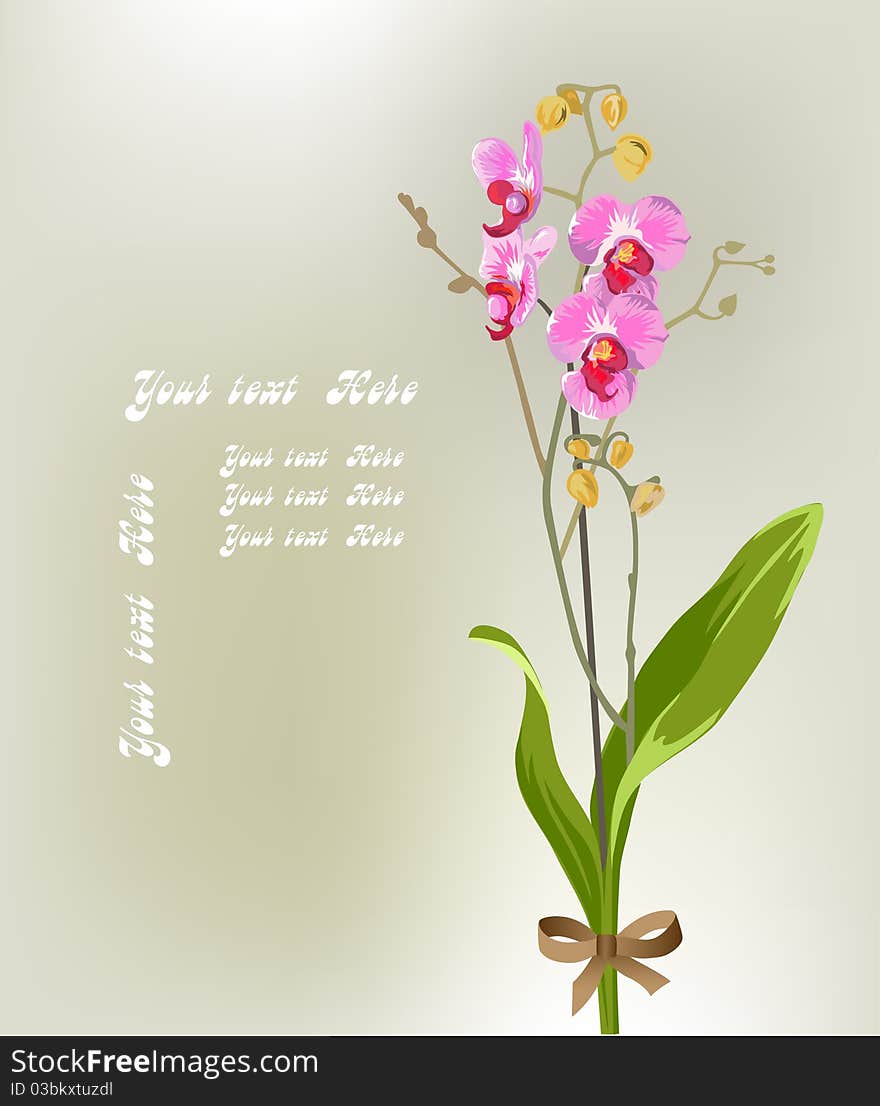 Beautiful orchid on a light background. Beautiful orchid on a light background