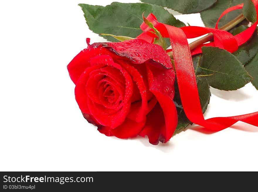 Red rose and flight isolated on a white background. Red rose and flight isolated on a white background