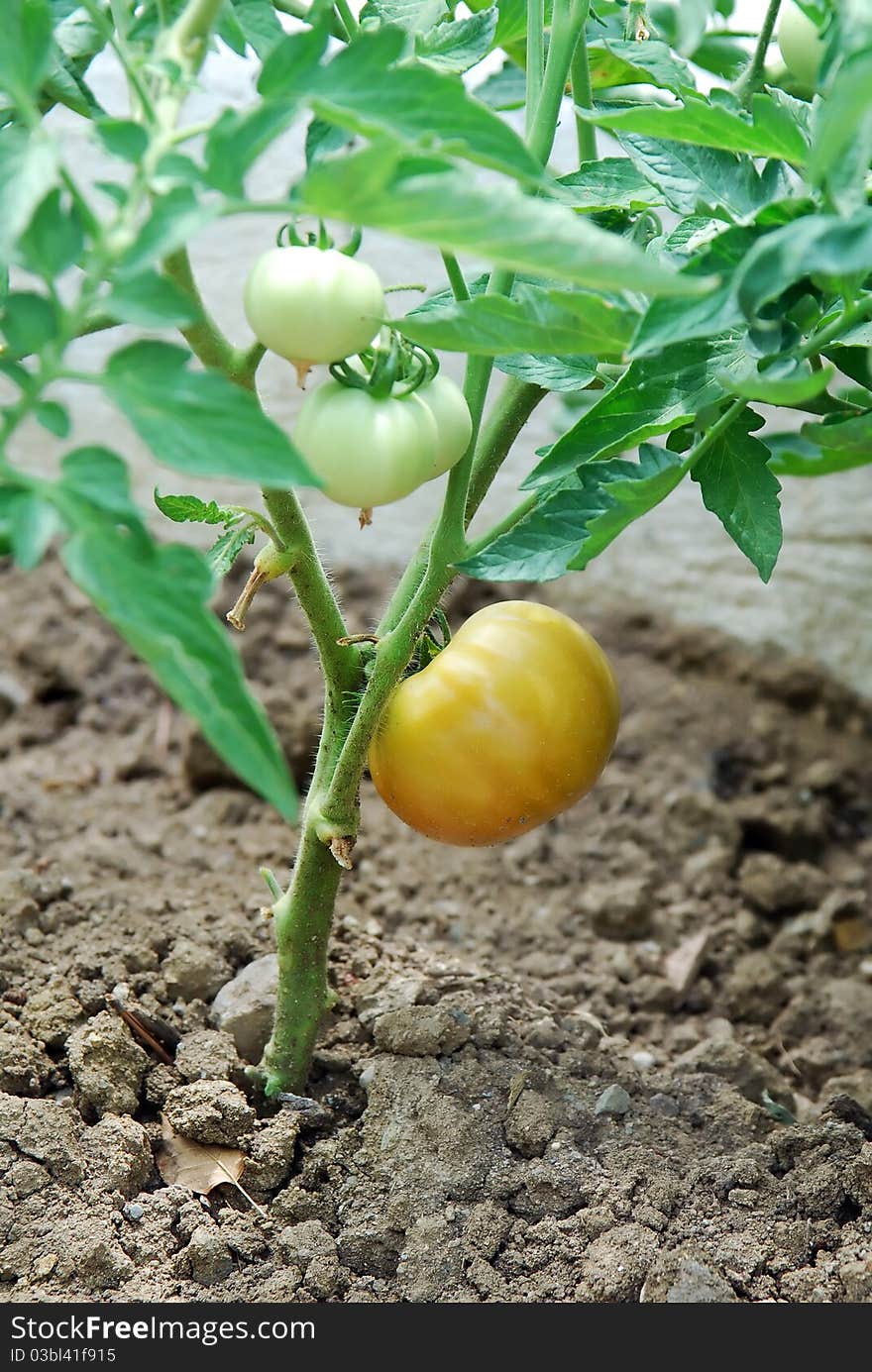 A view of a tomato plant with three ripe tomatoes on the field. A view of a tomato plant with three ripe tomatoes on the field.