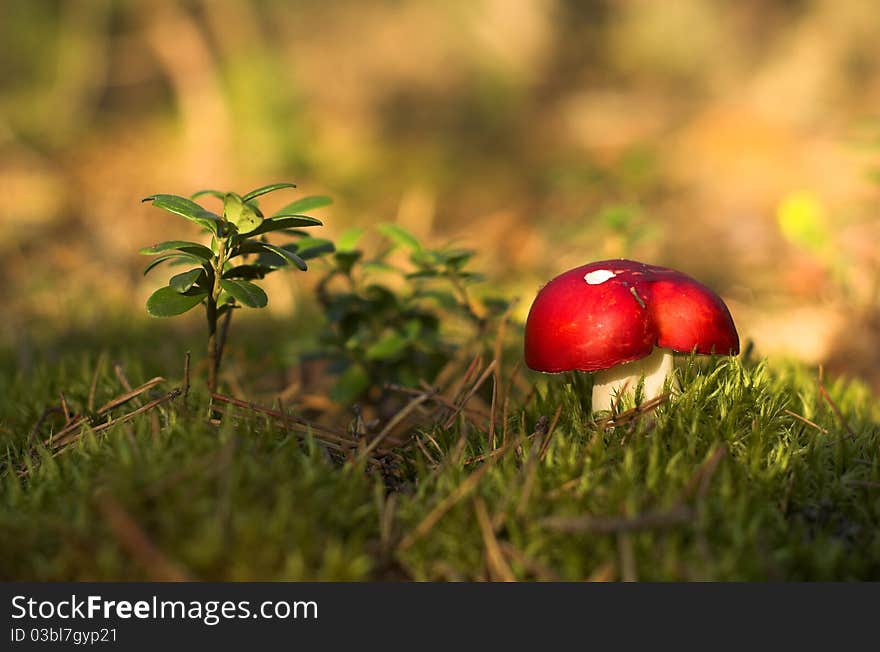 Red russula