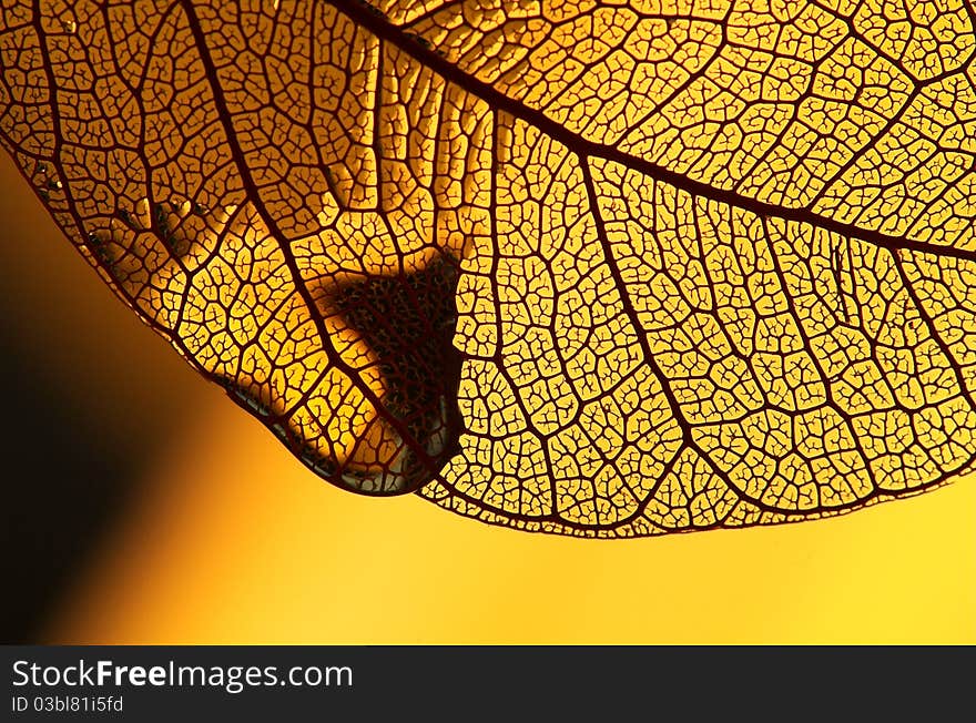 Yellow decorative leaf on yellow background