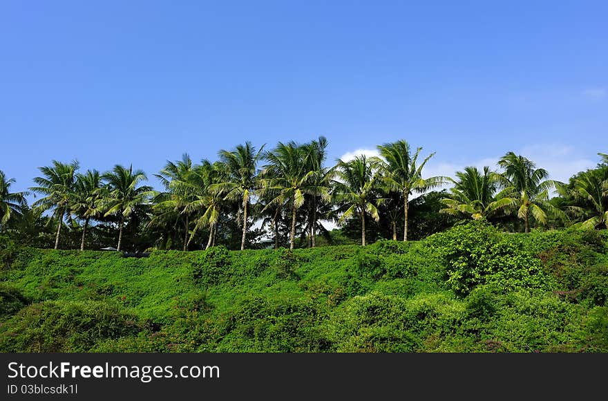 Tropical coconut