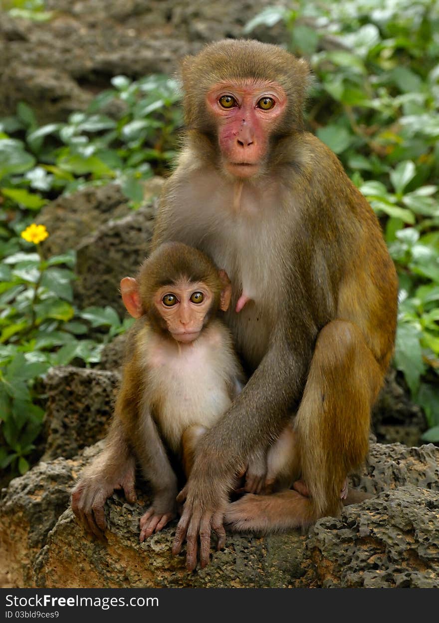 Monkey mother and child sitting on his stone. Monkey mother and child sitting on his stone