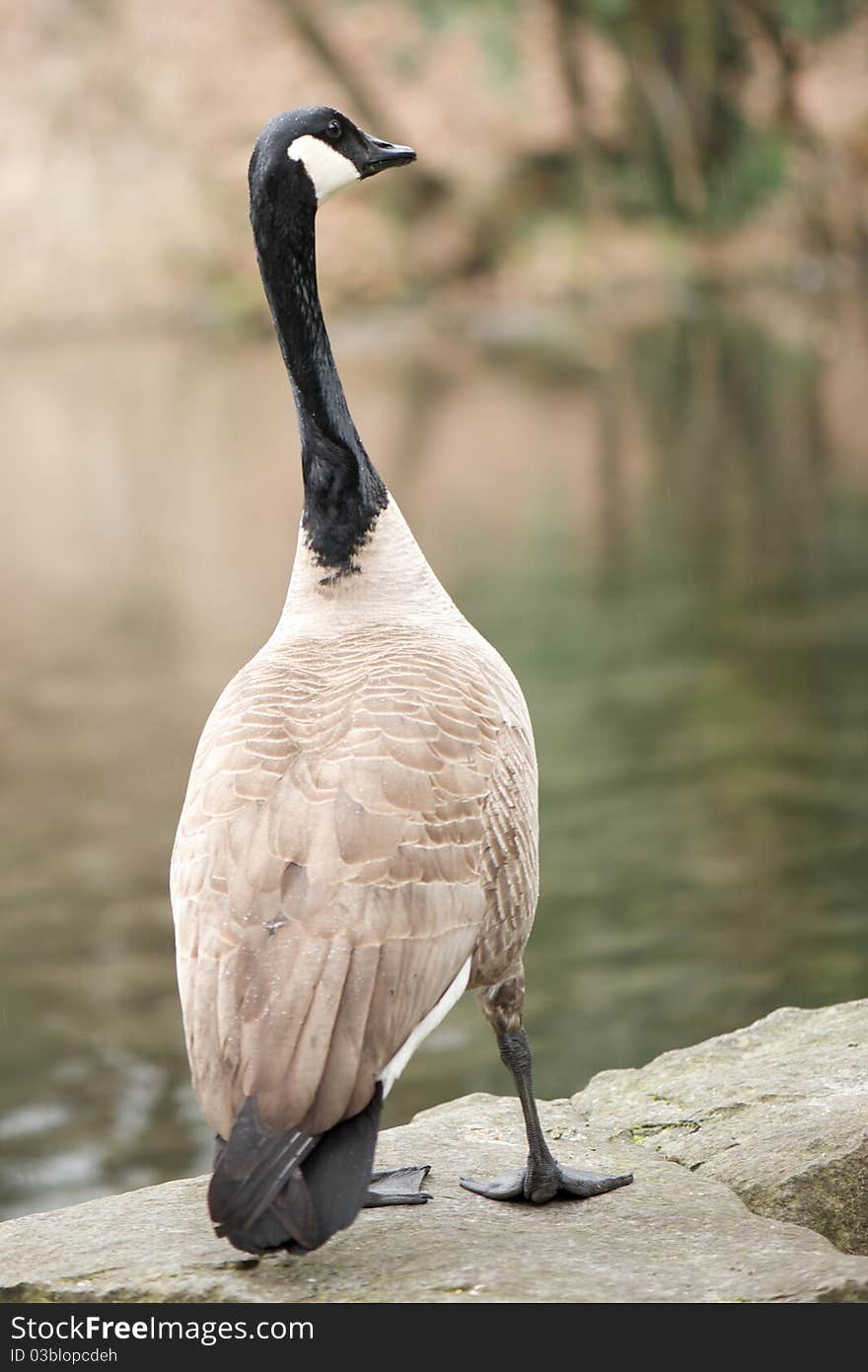 Photo of a Canada goose in the park