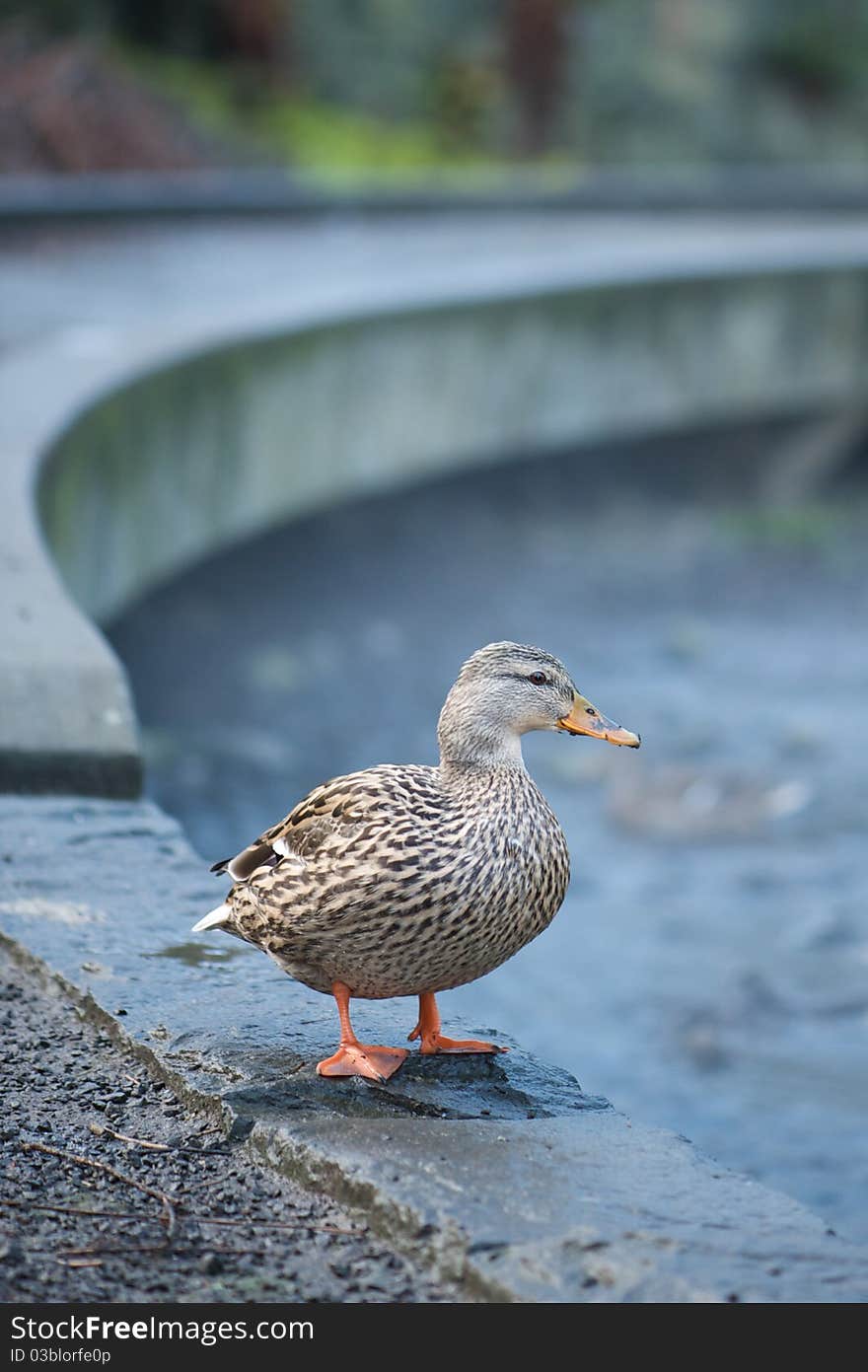 Photo of a duck in the park