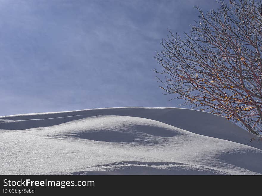 Tree and the snow against the blue sky. Tree and the snow against the blue sky.