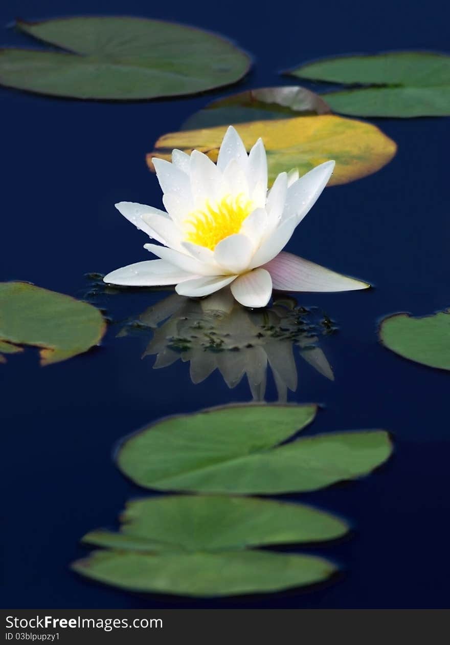 White water-lily with drops of morning dew on the blue surface of the pond. White water-lily with drops of morning dew on the blue surface of the pond