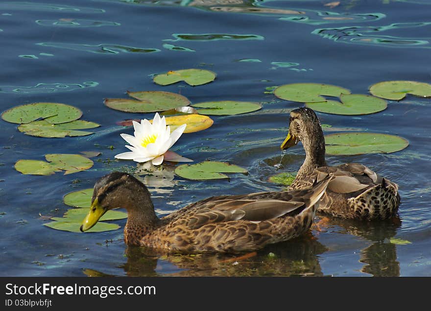 A two duck swim among water lilies. A two duck swim among water lilies