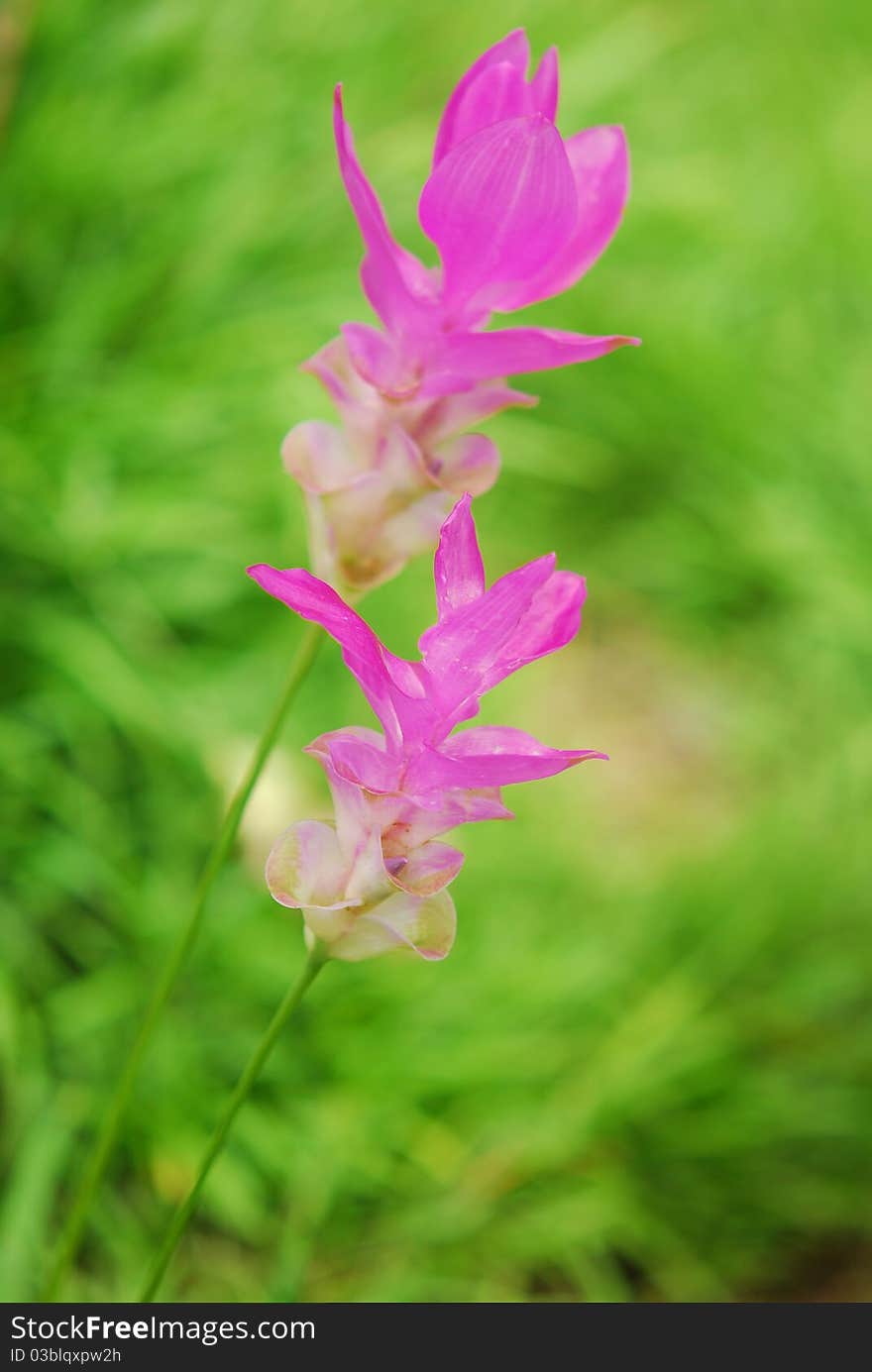 Curcuma alimatifolia Gagnep flower in Tunghinngam nation park Chaiyaphum Province Thailand