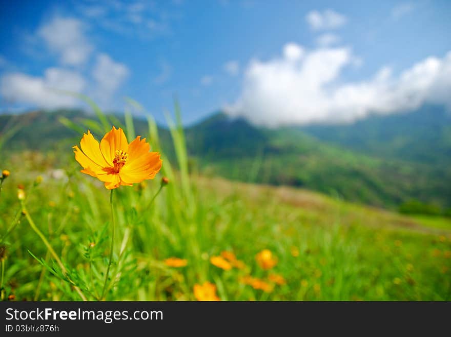 Sun flowers growth on mountain. Sun flowers growth on mountain