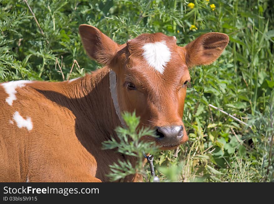 Portrait of  young calf on background of green grass.