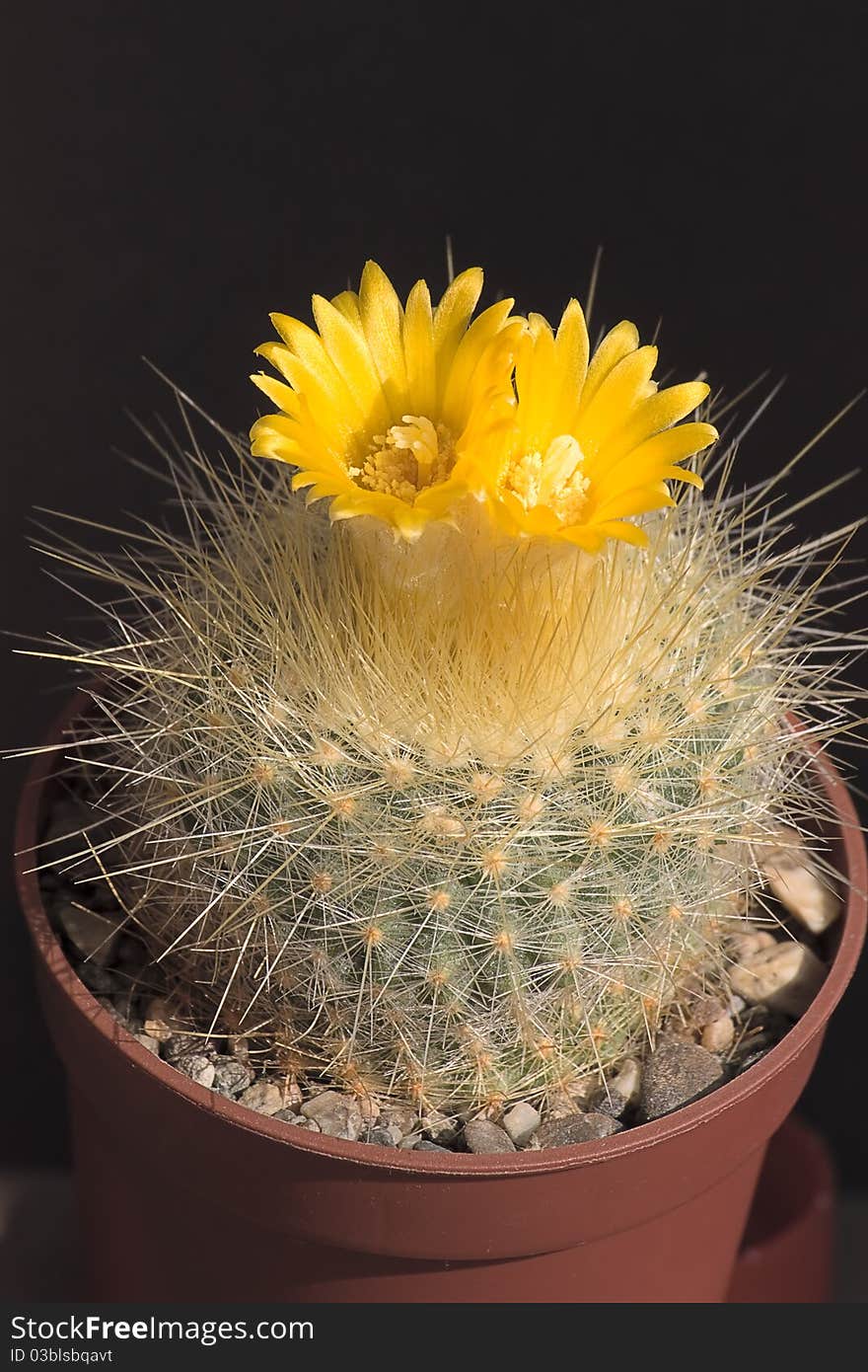 Blooming cactus