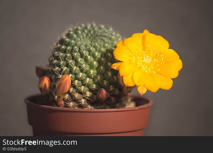 Blooming cactus