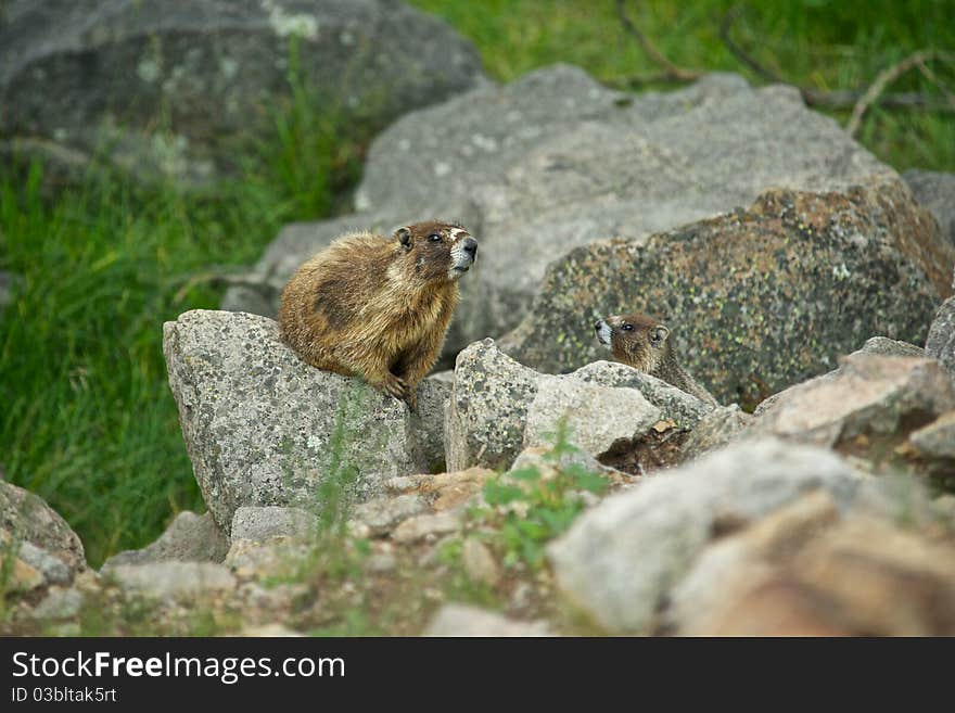 A Marmot comes out to inspect the visitors to his rocky home. A Marmot comes out to inspect the visitors to his rocky home.