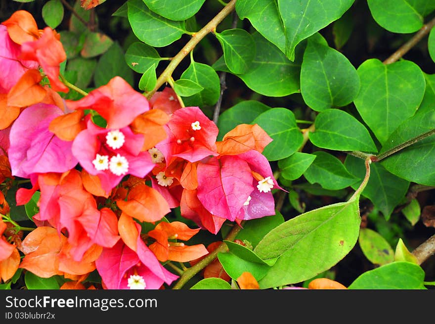 Bougainvillea