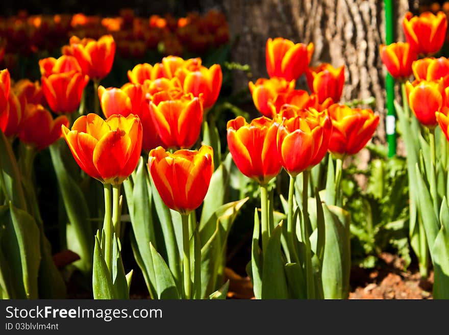 Close up on fresh tulips in warm sunlight