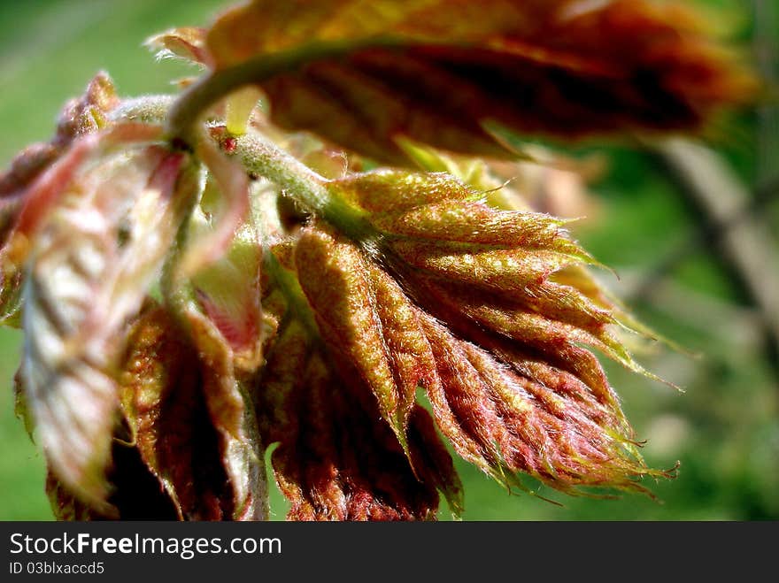 Young red-green leaf on a green background