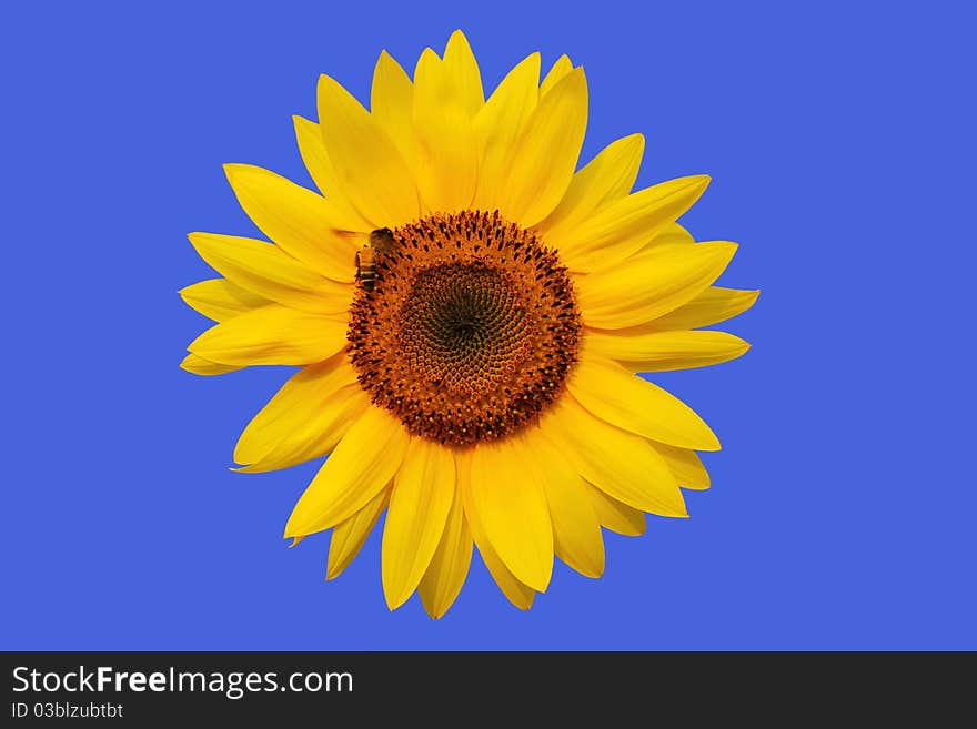 Sunflower with bee on blue background