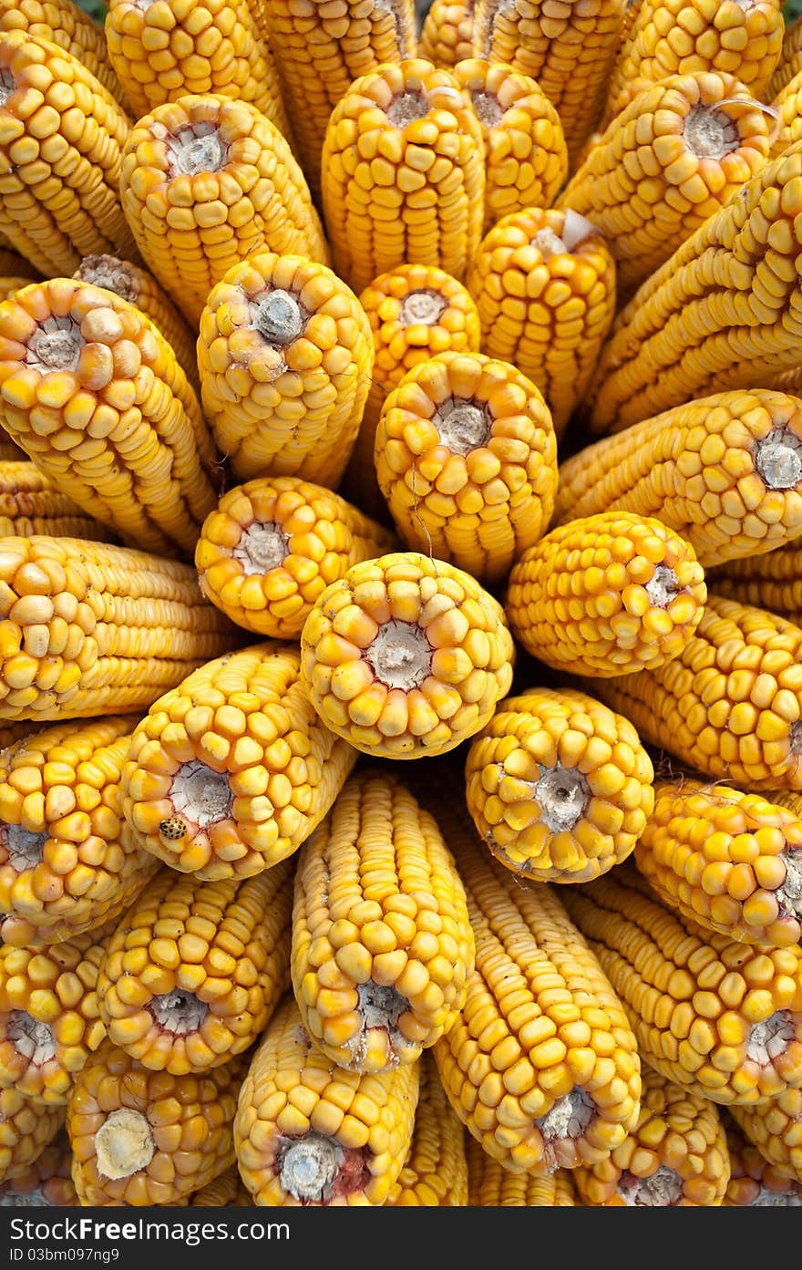 Freshly harvested yellow corn closeup. Freshly harvested yellow corn closeup