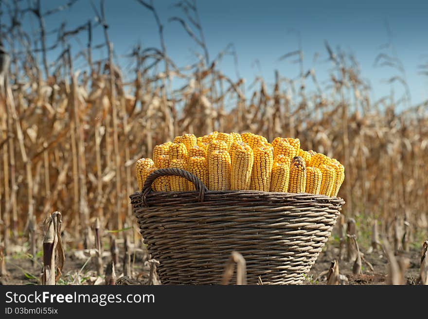 Freshly harvested yellow corn closeup. Freshly harvested yellow corn closeup