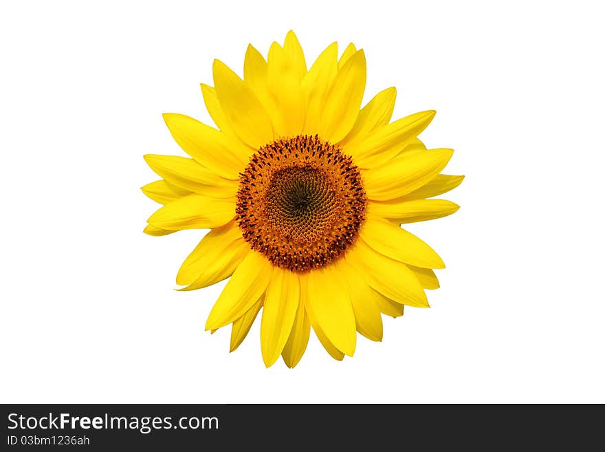 Beautiful Sunflower on white background