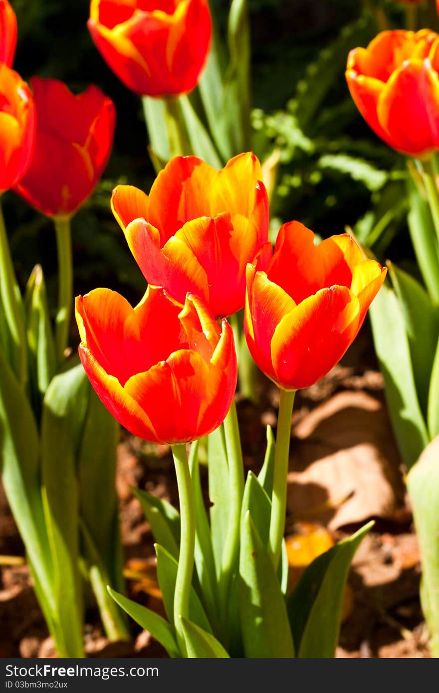 Close up on fresh tulips in warm sunlight