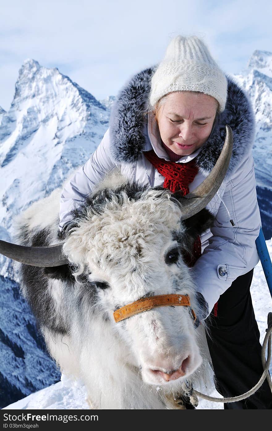 The woman holds a house pack animal a yak. The woman holds a house pack animal a yak.