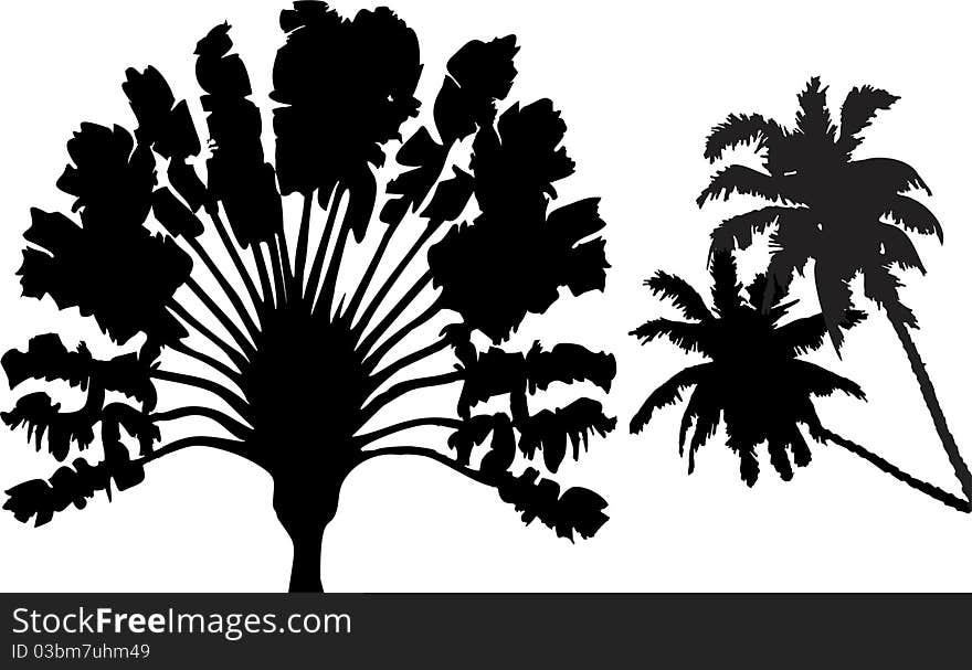 Two Exotic Palmtree Black Silhouettes. Two Exotic Palmtree Black Silhouettes