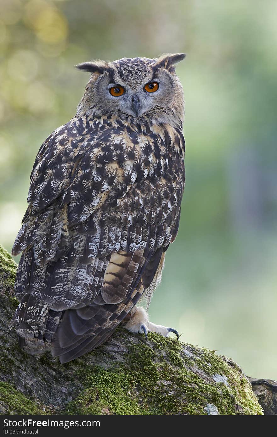 A captive Eagle Owl looking over its sholder perched on a tree stump