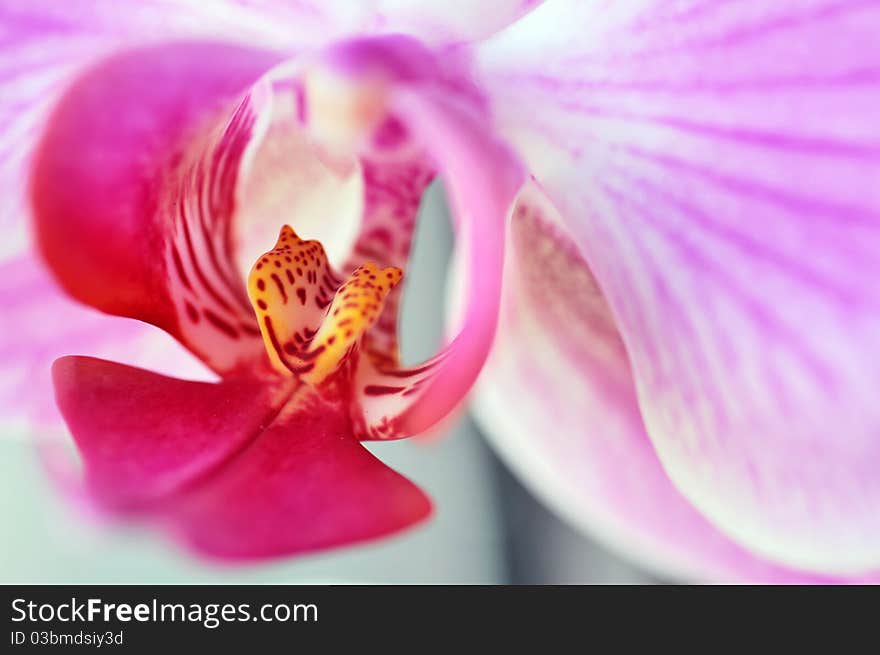 Close up with orchid inside