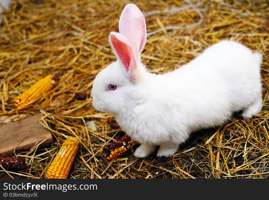 An image of white rabbit on the straw