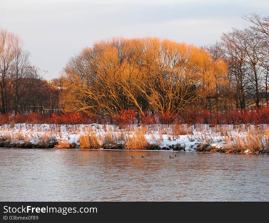 Setting sun illuminating trees in winter. Setting sun illuminating trees in winter