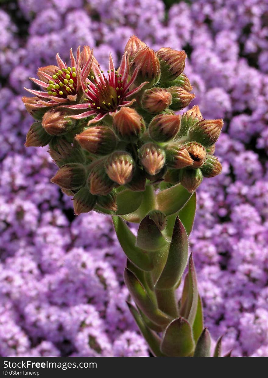 Houseleeks (Sempervivum) and thyme (Thymus). Houseleeks (Sempervivum) and thyme (Thymus)