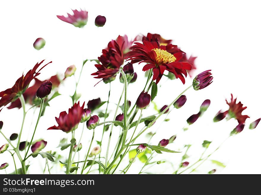 Spring daisies red background. Flowers meadow